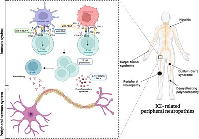 Do peripheral neuropathies differ among immune checkpoint inhibitors? Reports from the European post-marketing surveillance database in the past 10 years